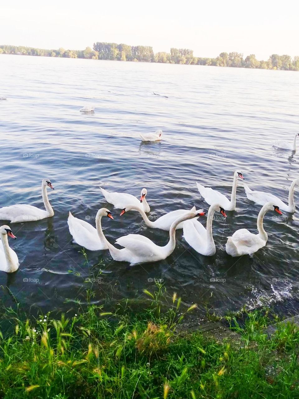 Swans on the Danube - Serbia
