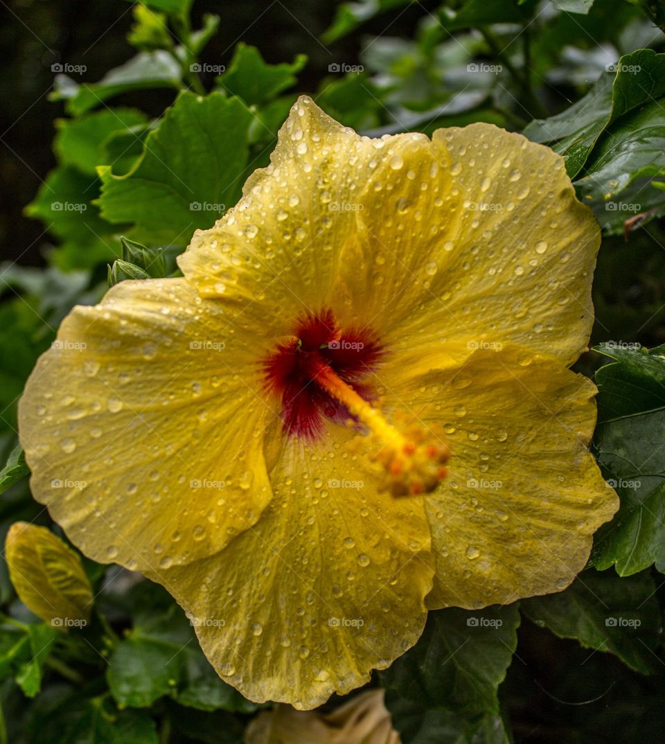 Yellow hibiscus flower with water dew drops cascading down its delicate fragrant petals 