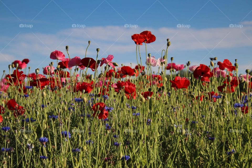 Field of poppies