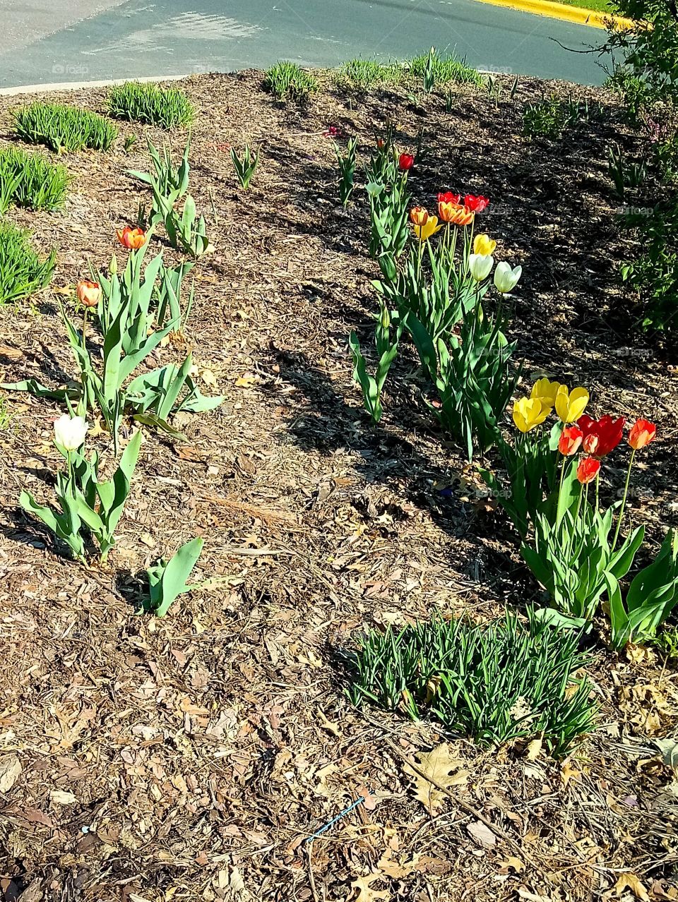 two rows of red, white, and yellow tulips blooming