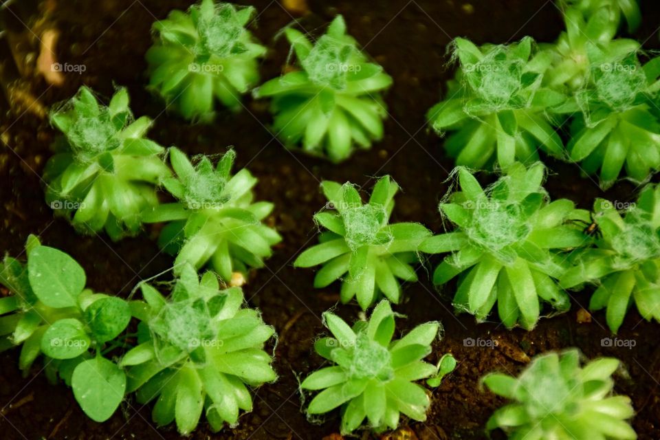 Group of succulent plant