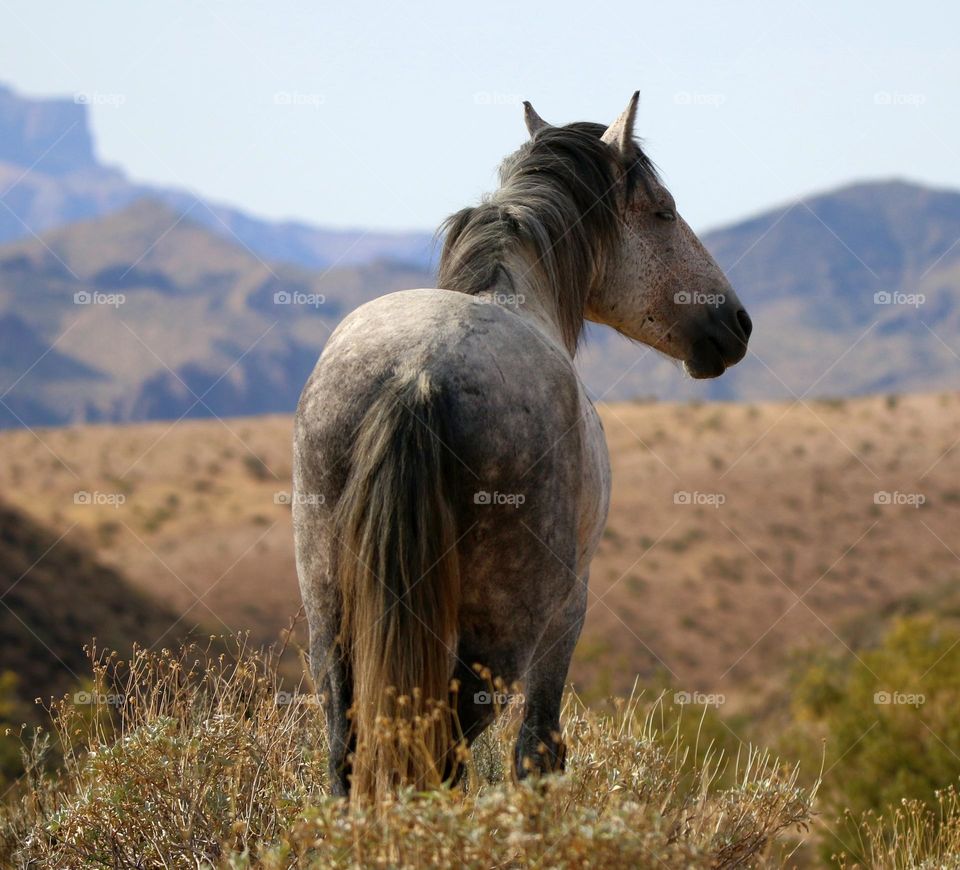 Wild Horse Surveying the Landscape