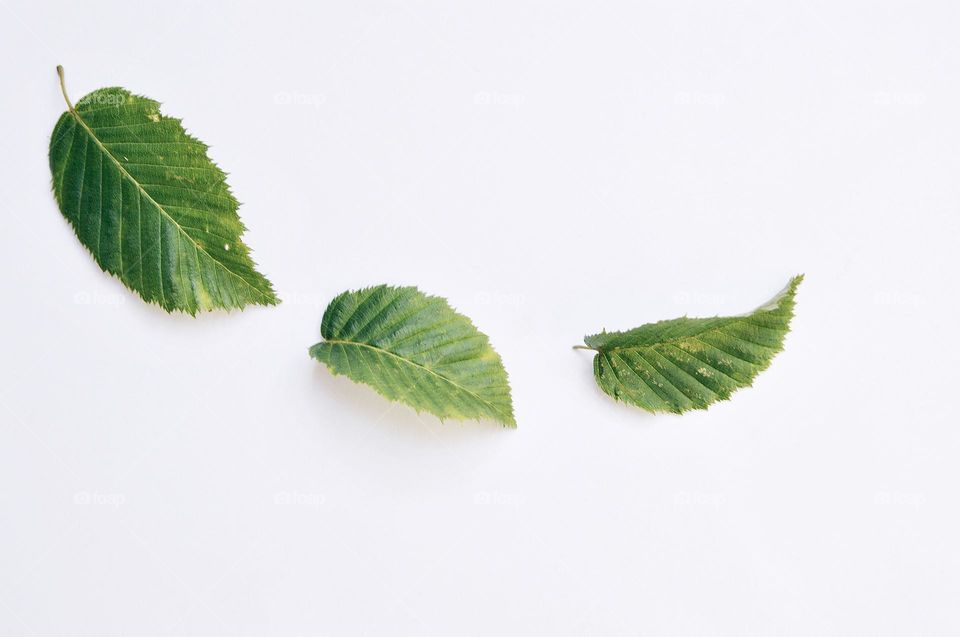Photo of green leaves on white background 