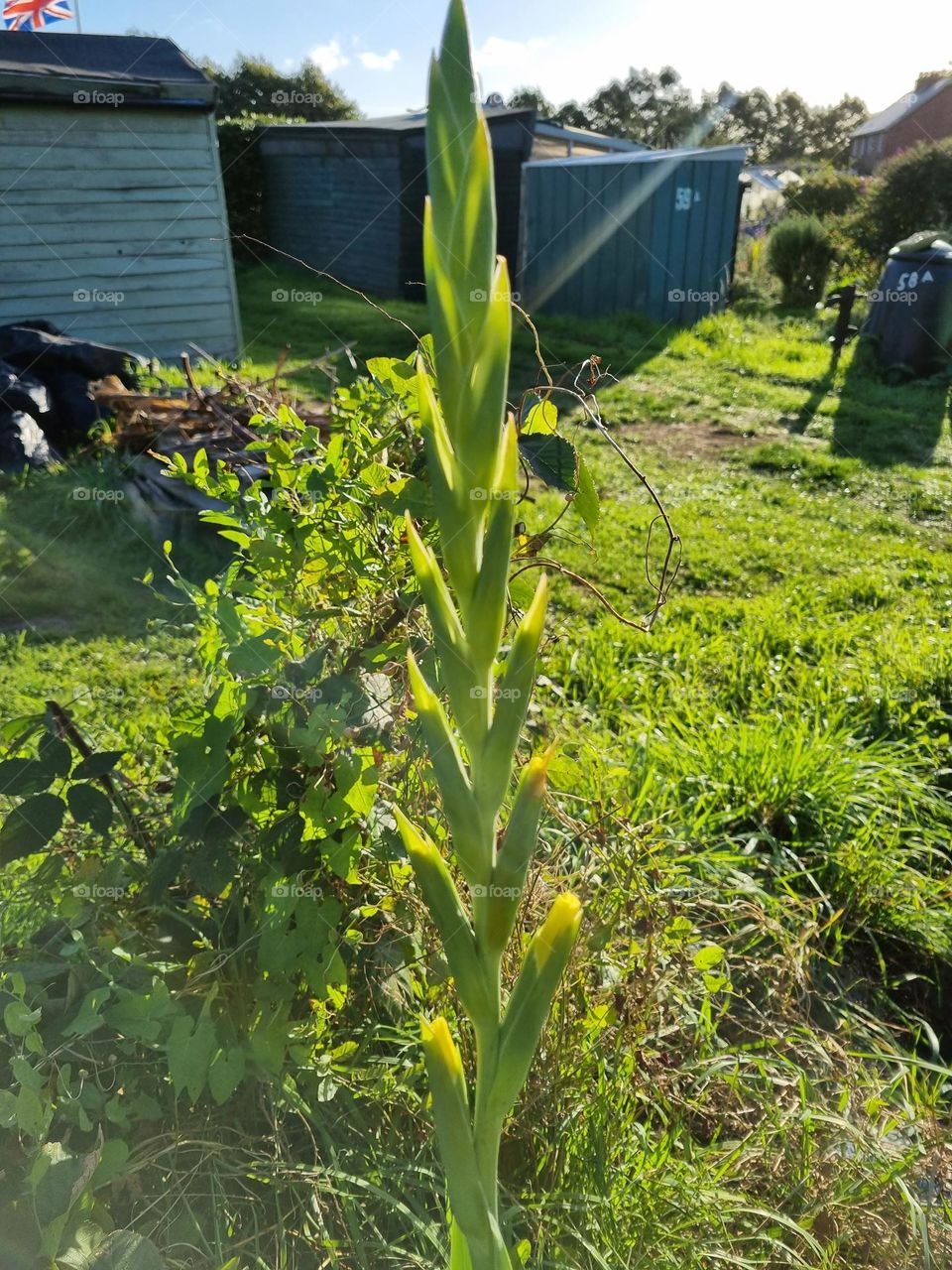 gladioli corn on allotment