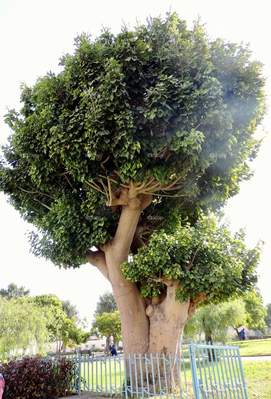 Tree in Morocco 