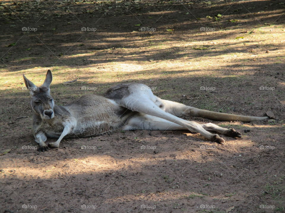 Kangaroo lazying around