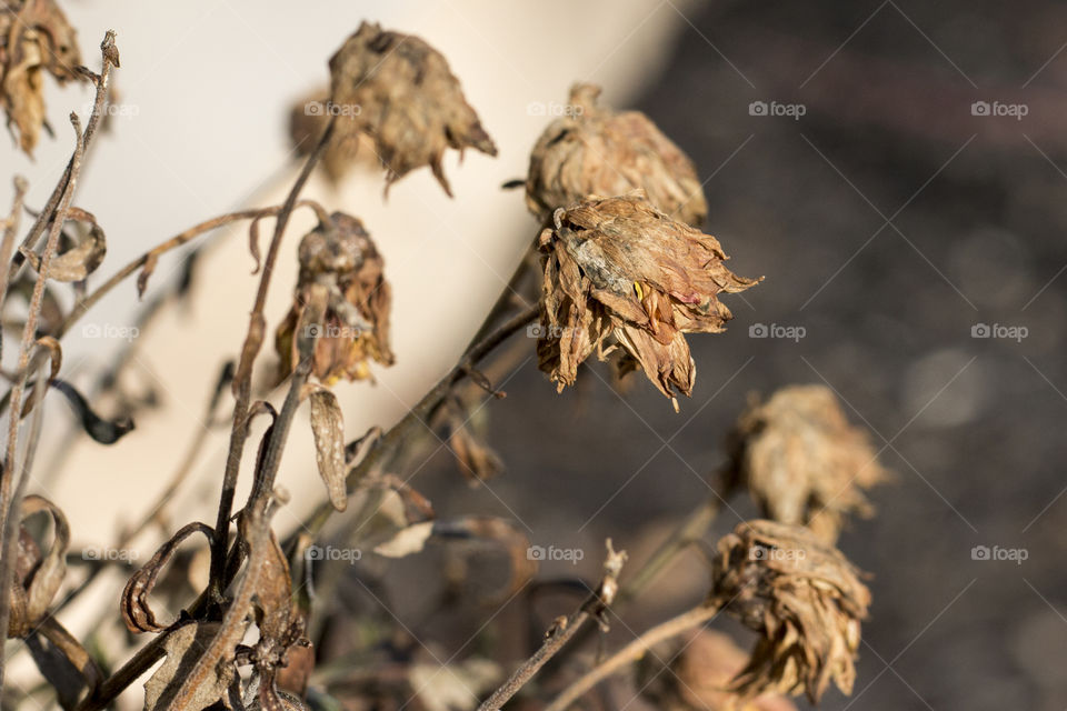 Close-up of dead plant