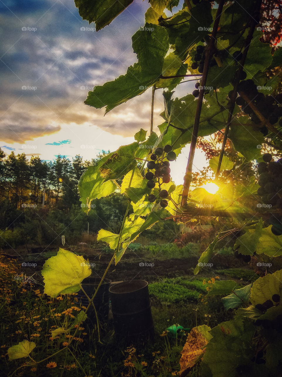 The sun rays and the sky covered with clouds, which make their way through the leaves of the vine to the flowers and country plantations, on a sunny autumn evening at a country house in Russia