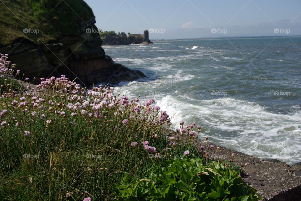 Pink flowers near the sea