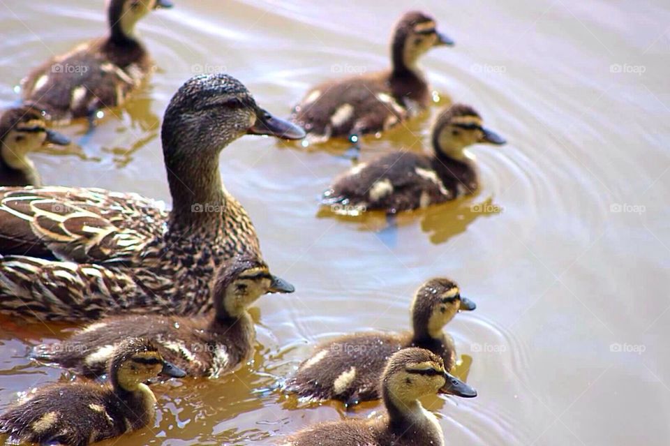 Ducks in a Pond