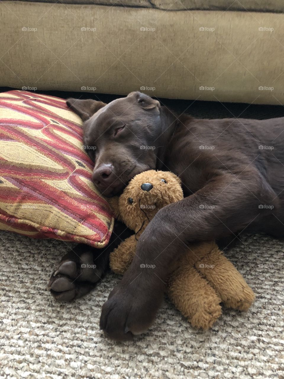 A chocolate lab puppy sleeps with his head on a pillow and a toy.