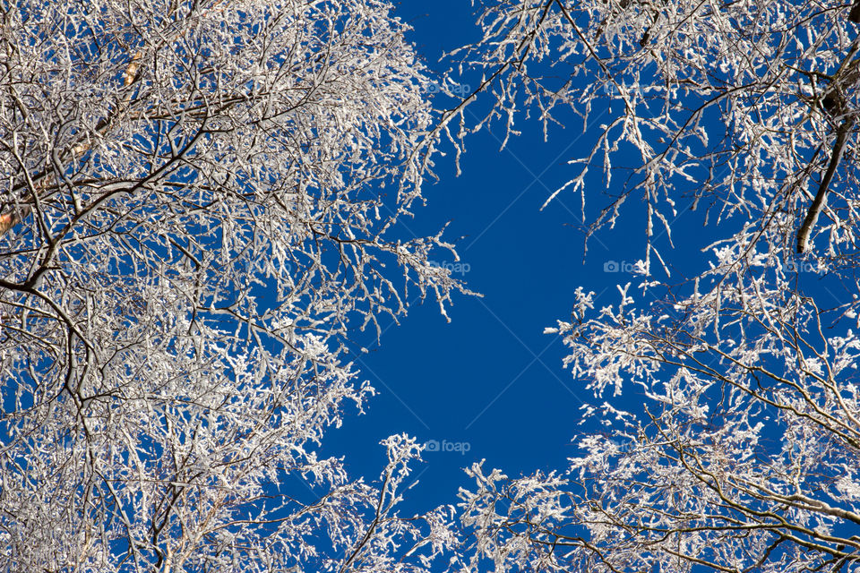Looking up at snowy tree branches on a beautiful winter day with blue sky - tittar upp på snöiga träd grenar en vacker vinterdag med blå himmel