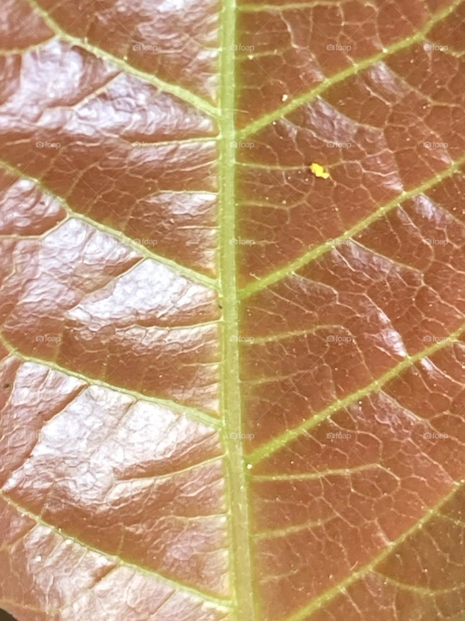 Folha macro na cor de café com veios amarelos. A nervura principal atravessa o centro do quadro.