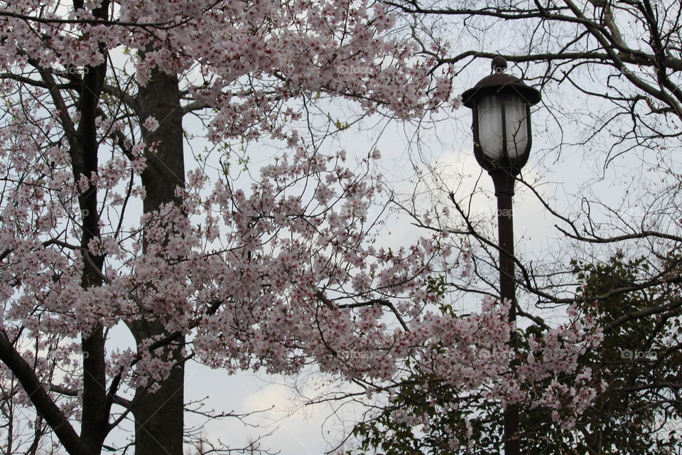 Cherry blossom spring time at Oeno Park Tokyo Japan