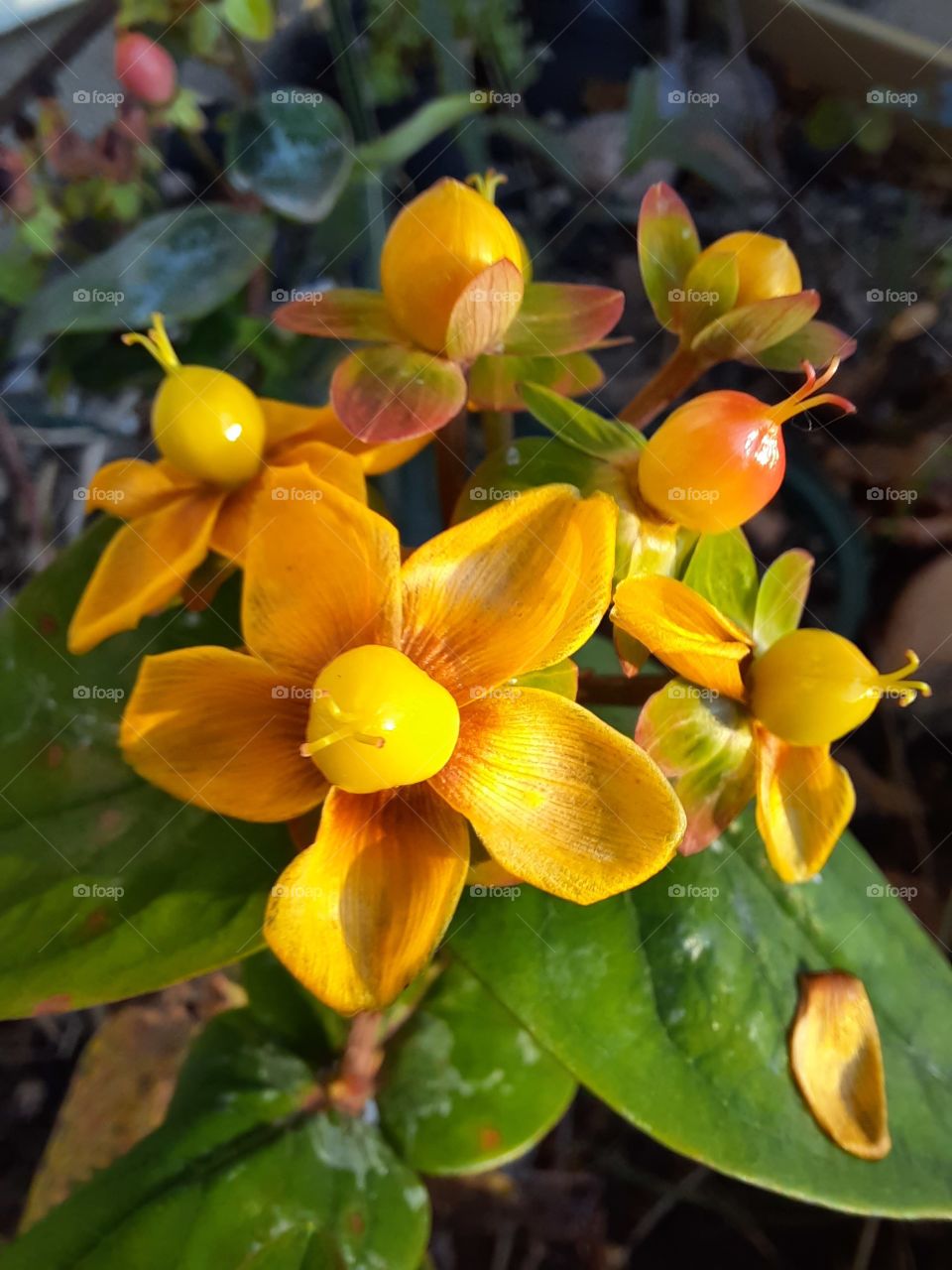 faded flowers of St. John's wort