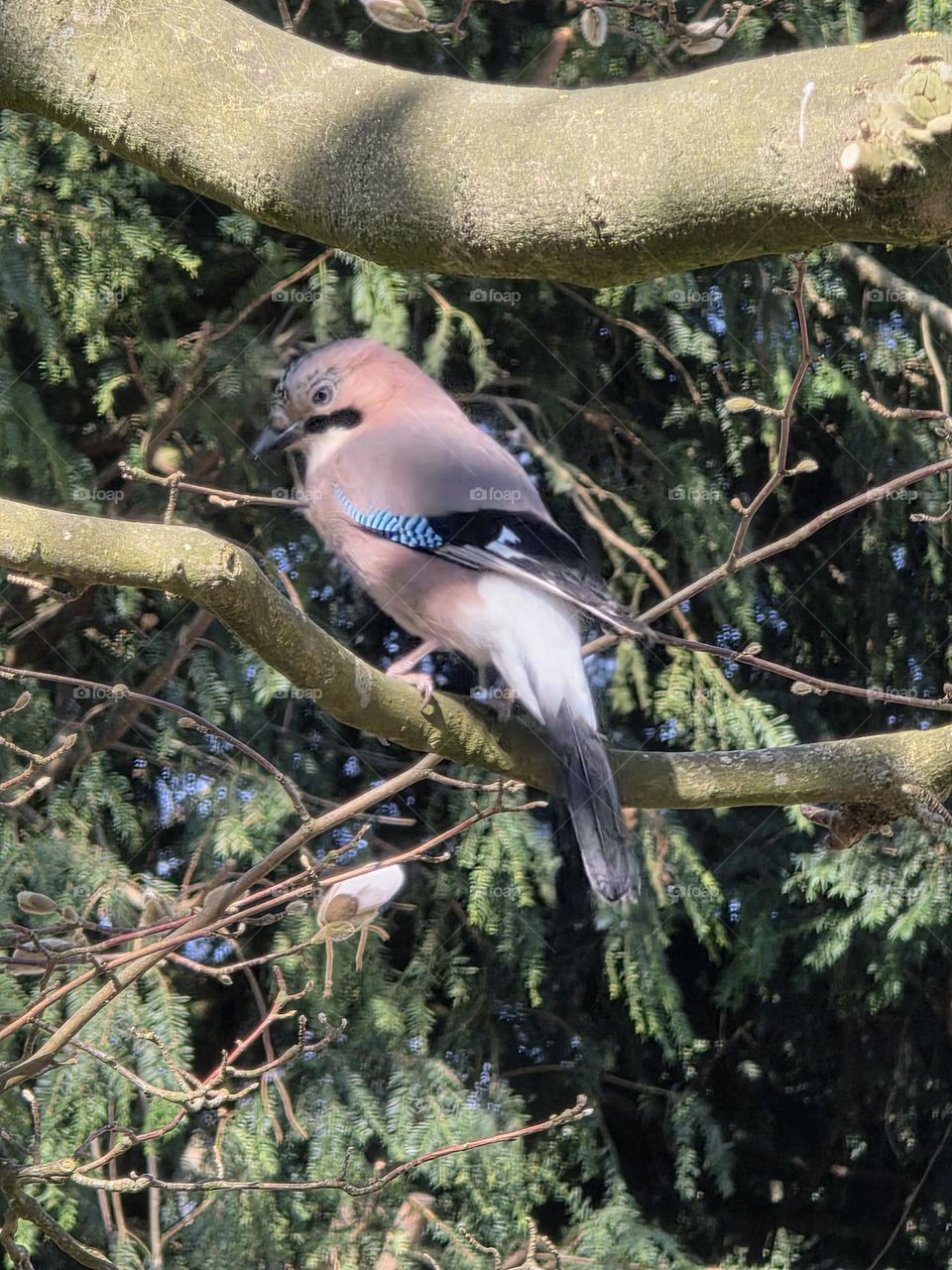 What kind of bird is this?)