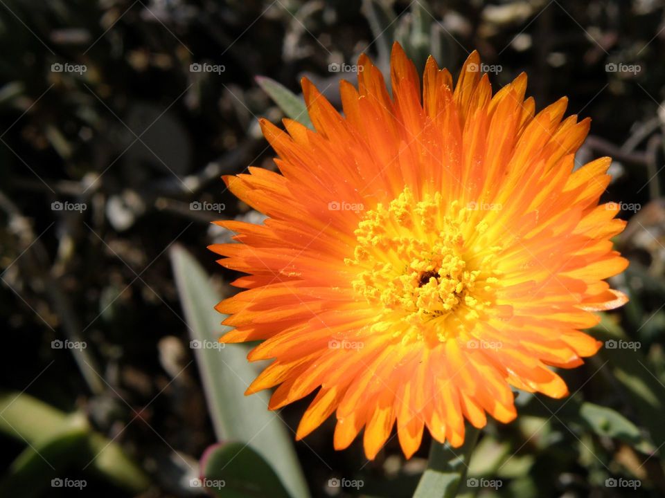 High angle view of flower head