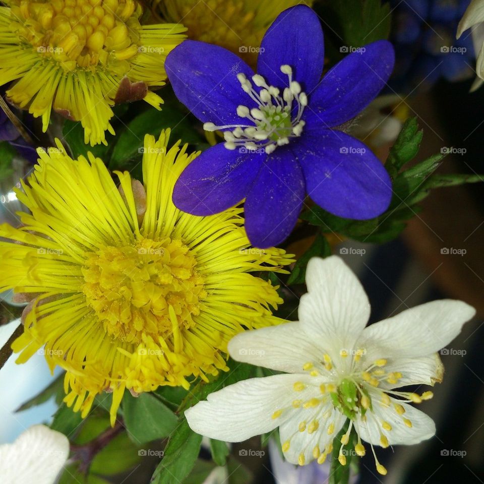 springflowers 