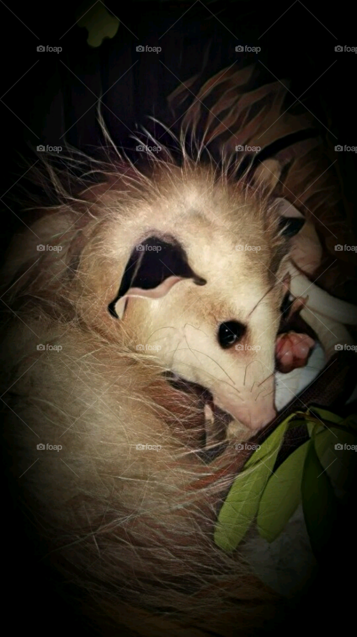opposum baby