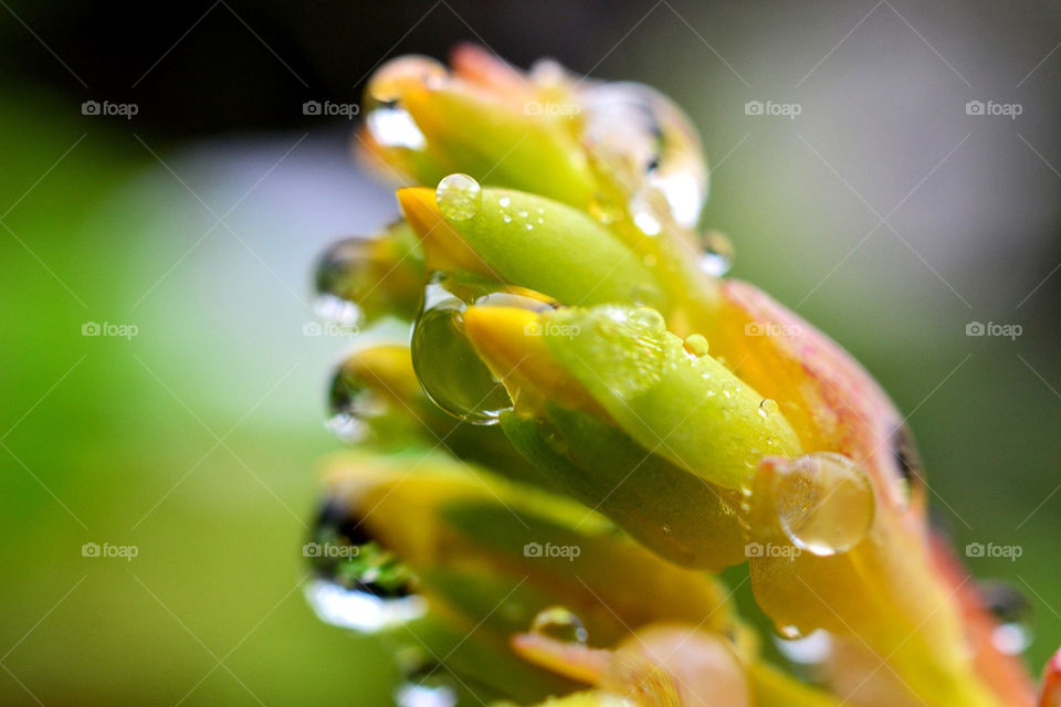 raindrop flower