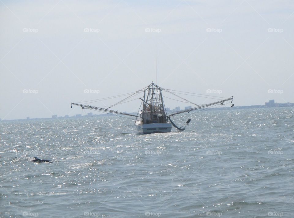 Dolphins around a shrimp boat