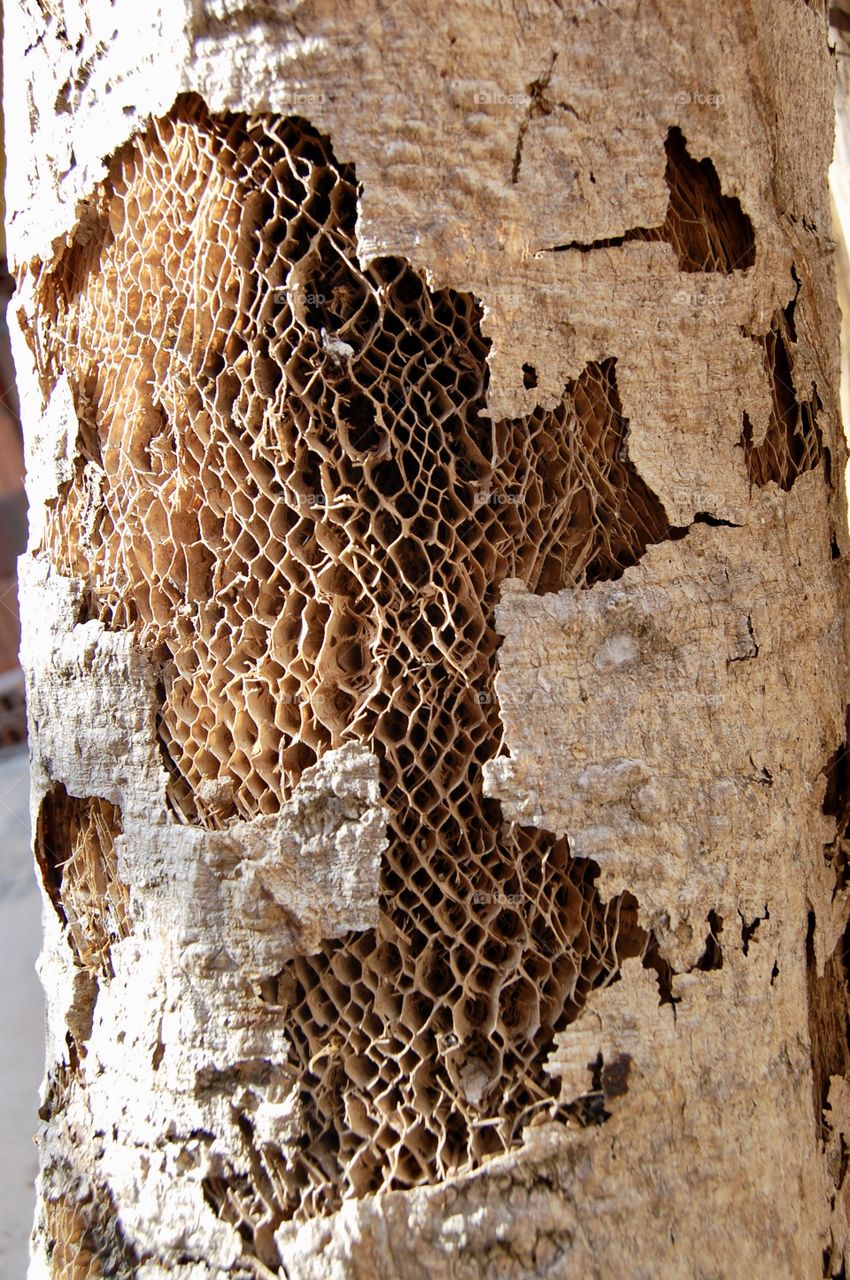 Papaya tree texture of wood trunk 