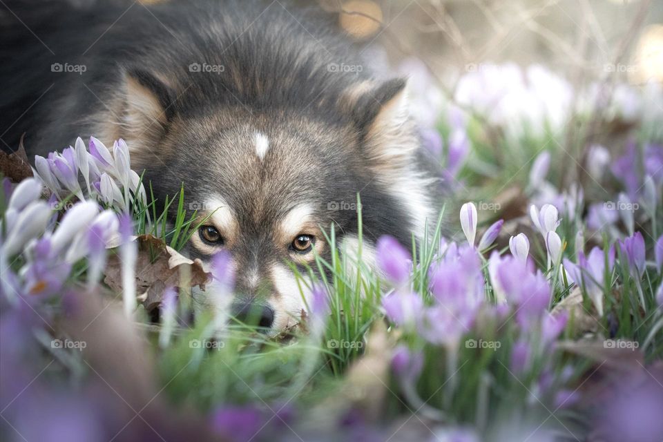 Portrait of a young Finnish Lapphund lying down among flowers in spring 