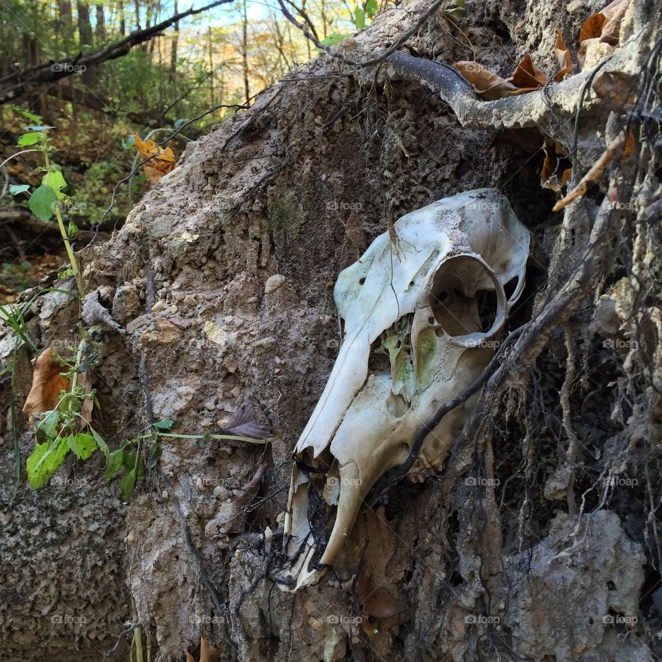 backwoods exploration 