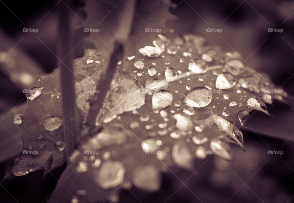 Water drops