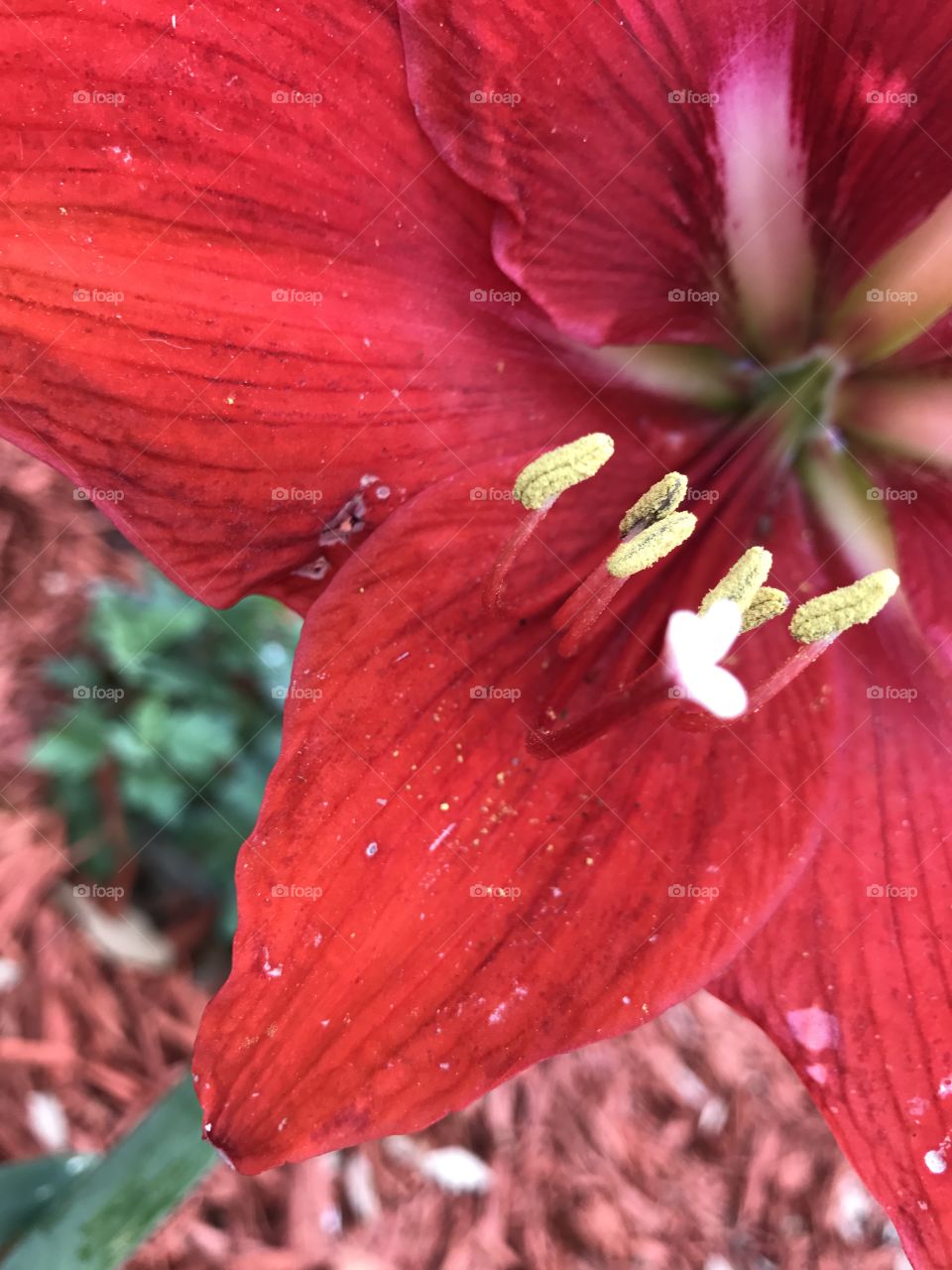 Amaryllis Lover