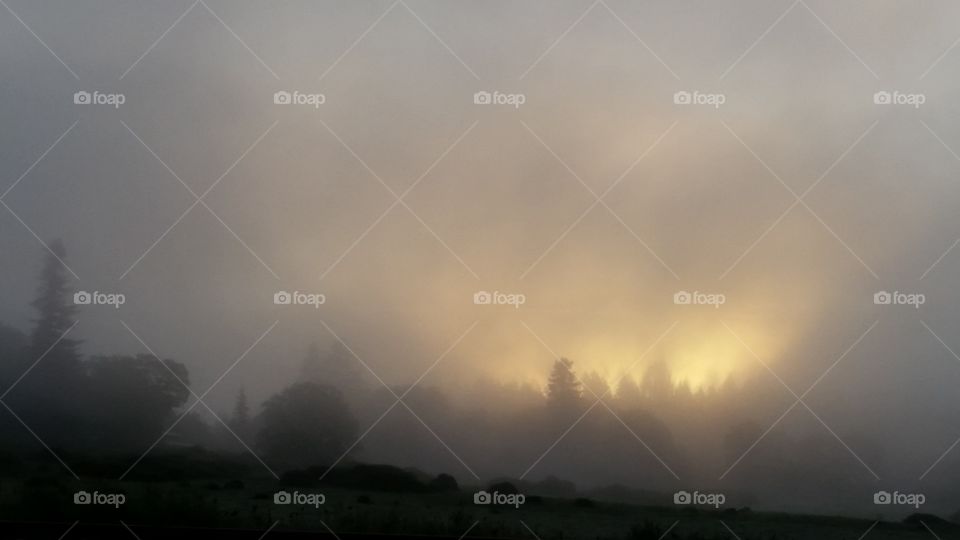 foggy treeline at sunrise