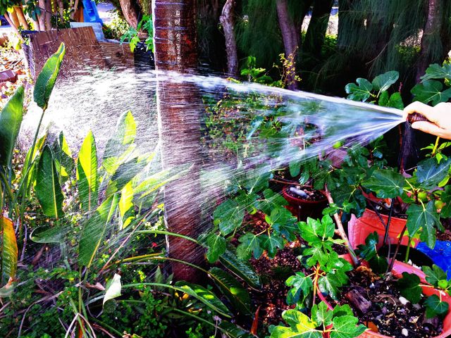 watering. watering 