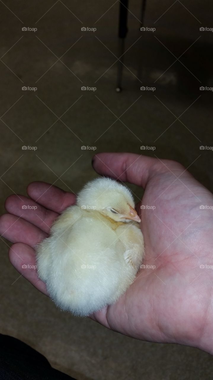 sleeping chicken