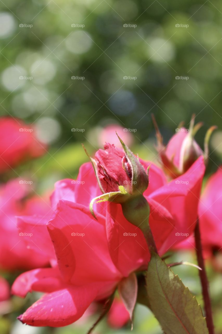 Knockout Roses 