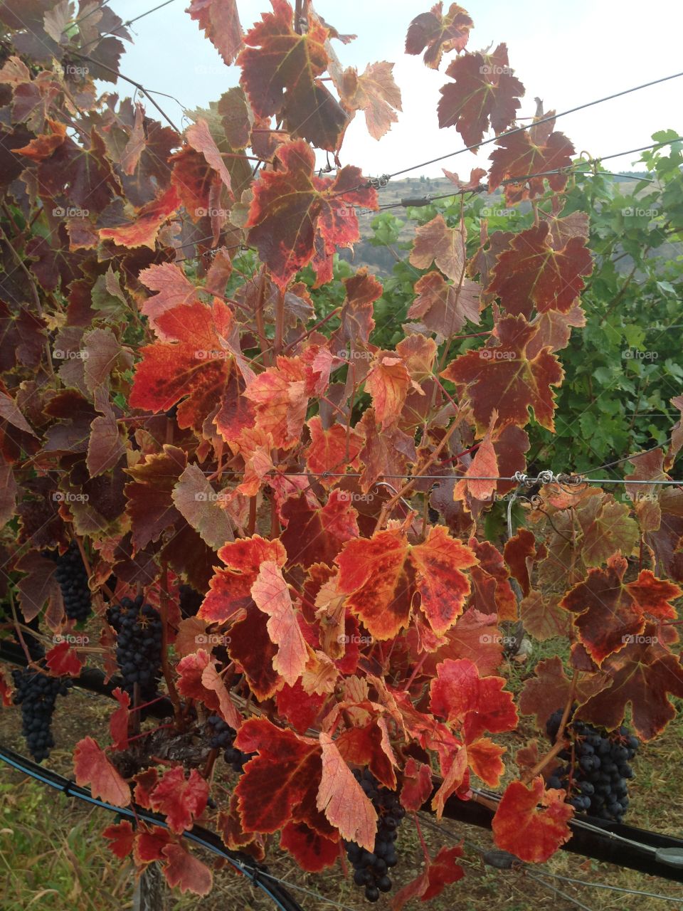 Vines  in Fall 