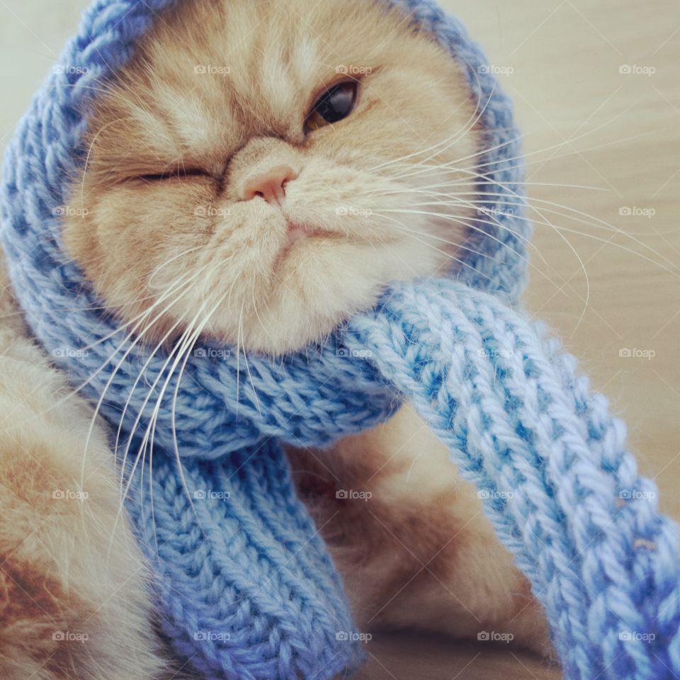 A beautiful red cat in a blue scarf.