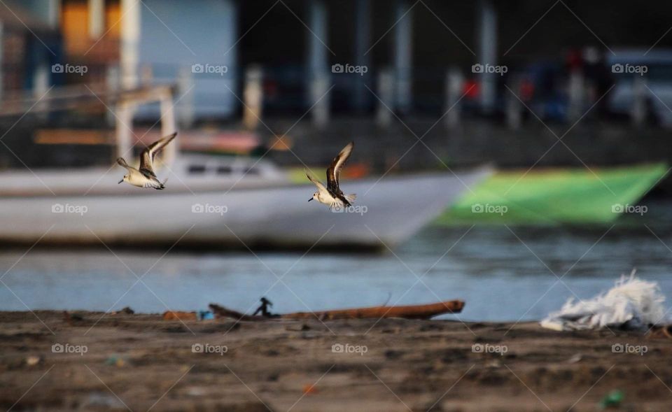 Flyng. Kindly two shorebird for identify known as a common sandpiper as. The bird's group in a number of more than 10.