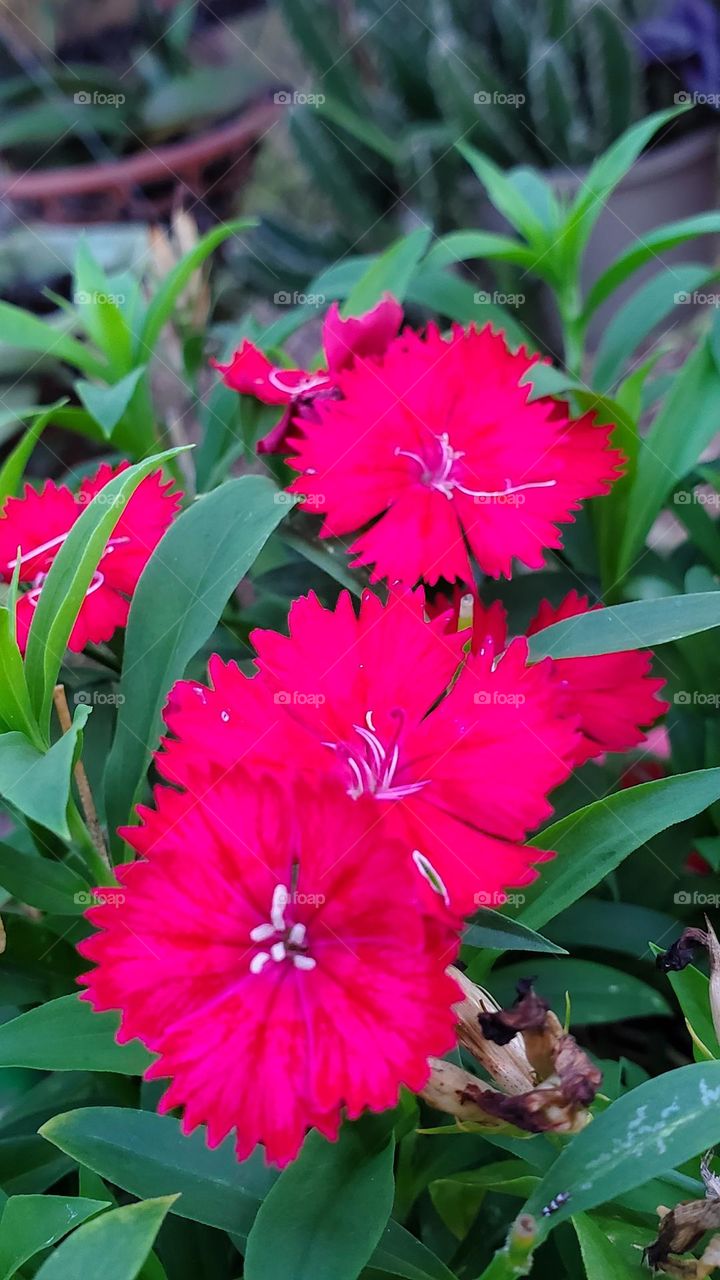 tiny exotic carnations