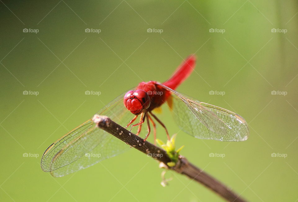 Scarlet skimmer. Red male of scarlet to 2
perch at the top of dryng bamboo. A colour of red spreading well from its head, the body - thorax, until that tailed too. Habitat is paddy field, active flied to the site of near the river.