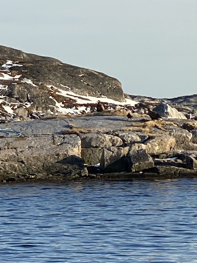 Eagle in Nanortalik 
