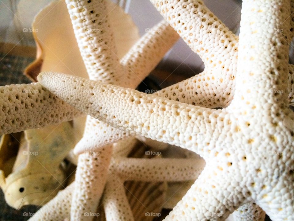 Star fish & shells 