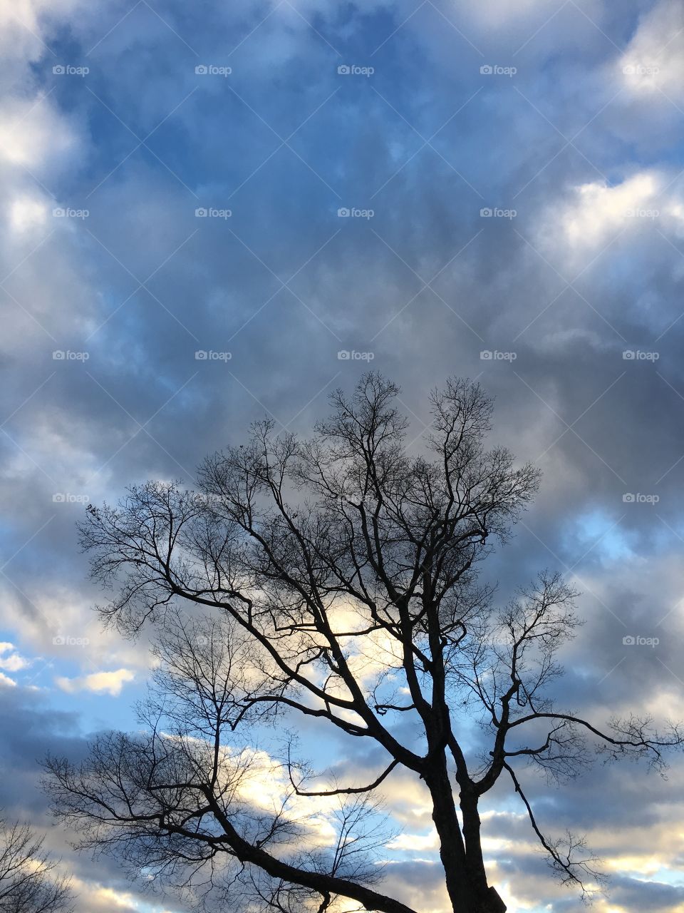 Winter tree against sky