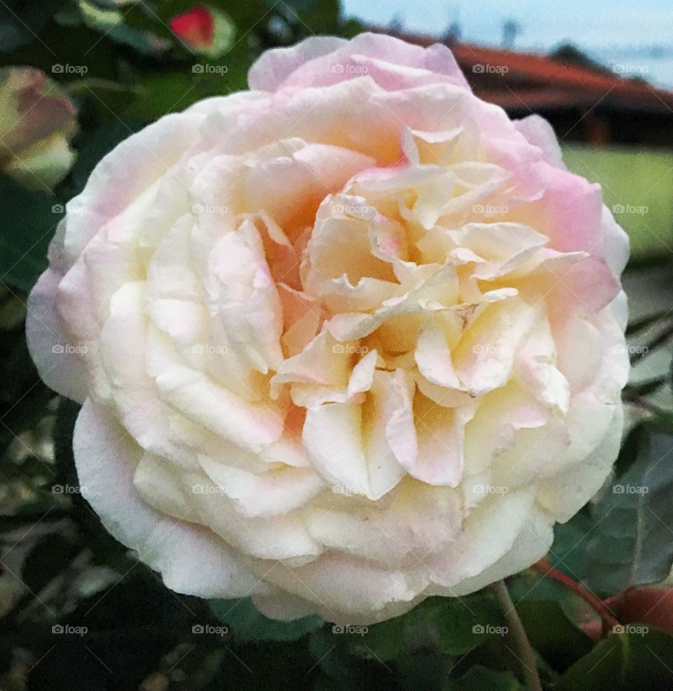 🇧🇷Curtindo a beleza das flores do nosso jardim, admirando as roseiras sempre floridas.

🇺🇸After the cooper: sweaty, tired but ... happy! Stretching and enjoying the beauty of our garden flowers, admiring the ever-blooming rose bushes.