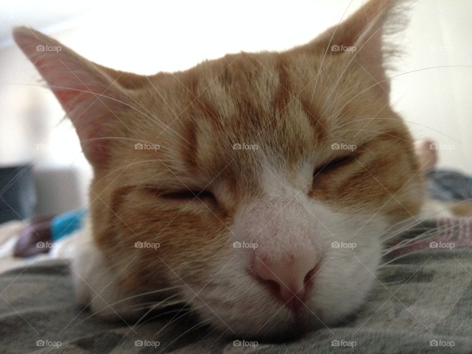 Sleeping cat closeup