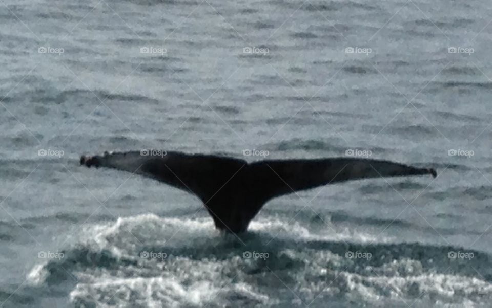 Whale fin in Alaska 