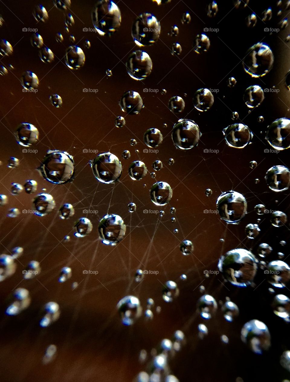 This was also captured after the rain showing its perfect work of art on a spider web
