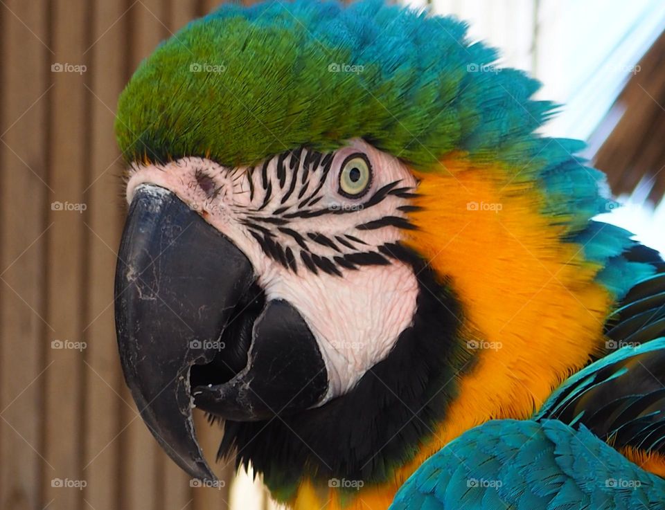 macaw