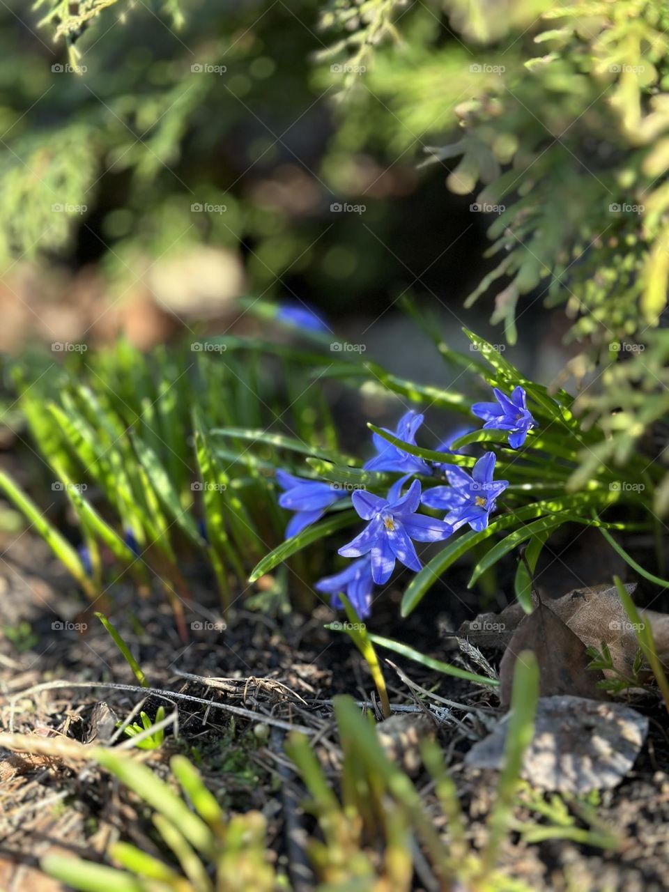 Blue spring flowers hiding from the sun 