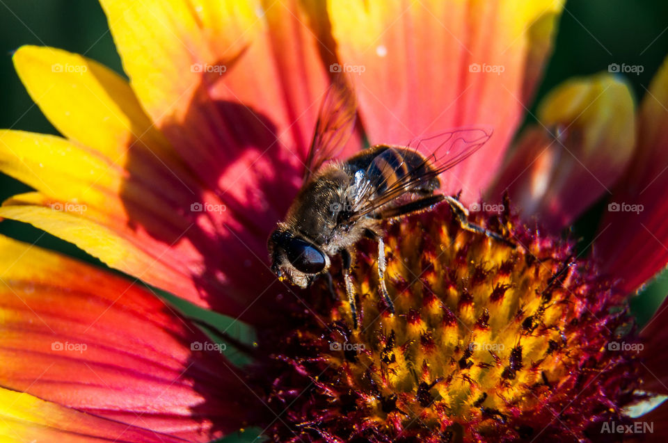 Bee in flower