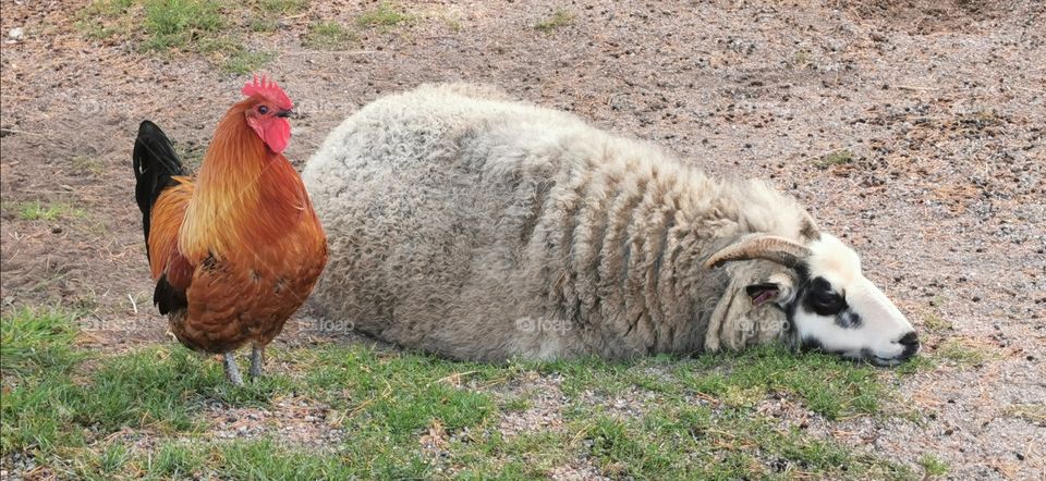 Cock and goat